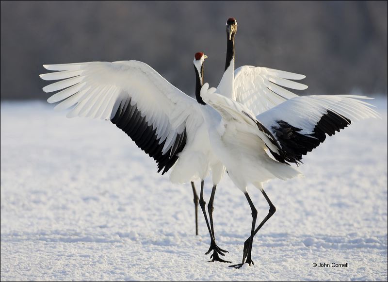 Japanese Crane;Red-crowned Crane;Crane;Grus japonensis;Japan;Dancing bird;one animal;close-up;color image;nobody;photography;day;birds;animals in the wild;outdoors;Wildlife;Endangered species;endangered species
